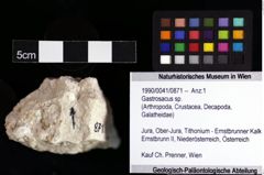 Foto (Objket + Etiketten) von Gastrosacus sp. 